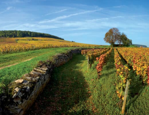 Les vins de Bourgogne : un goût unique