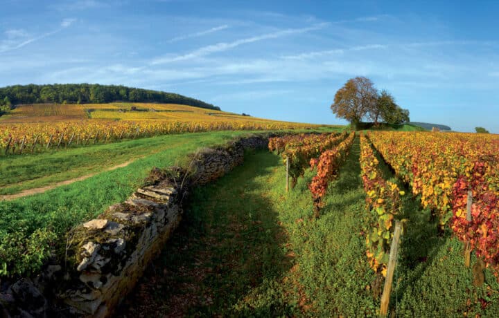 Les vins de Bourgogne : un goût unique