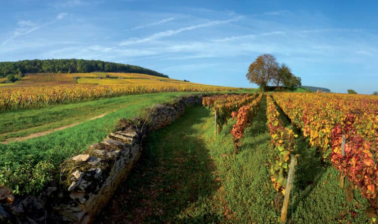 Les vins de Bourgogne : un goût unique