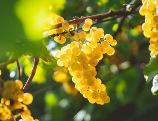 Aligoté : découvrez le vin blanc bourguignon