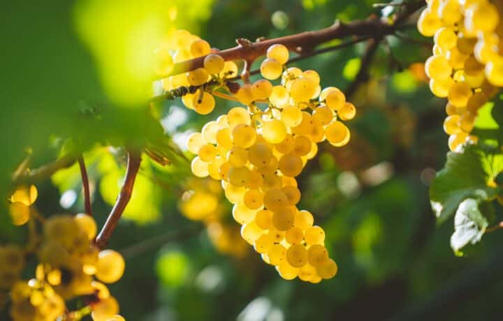 Aligoté : découvrez le vin blanc bourguignon