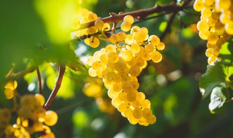 Aligoté : découvrez le vin blanc bourguignon