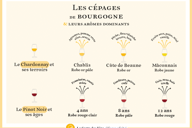 Tous les cépages de la Bourgogne viticole