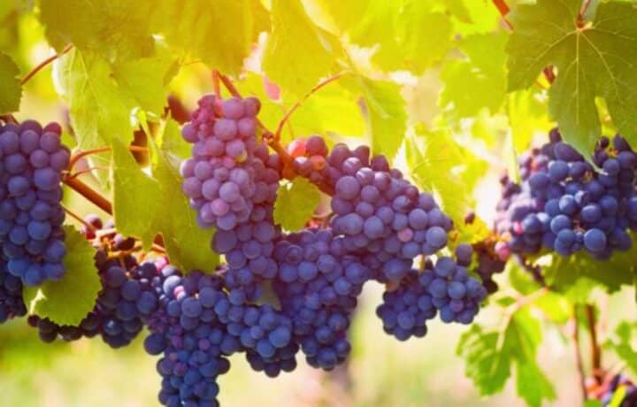 Le Gamay, un vin rouge de caractère