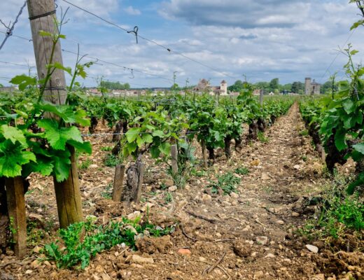 Vins du Mâconnais : le terroir bourguignon du Chardonnay accessible