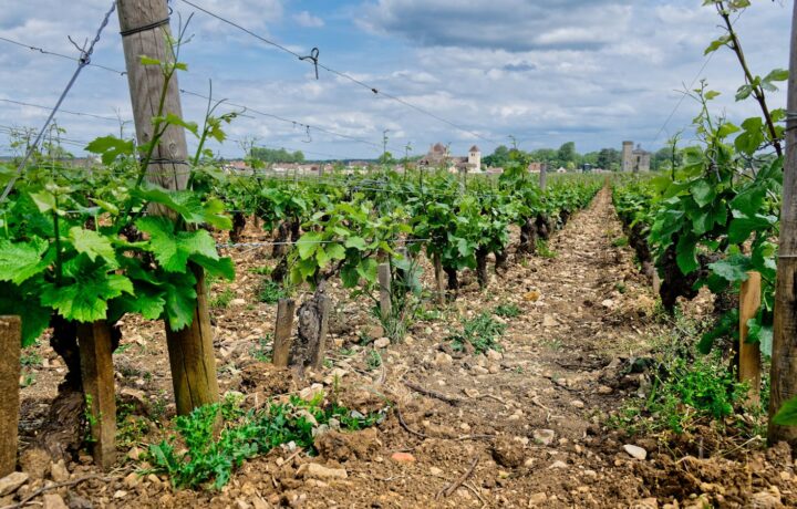 Vins du Mâconnais : le terroir bourguignon du Chardonnay accessible