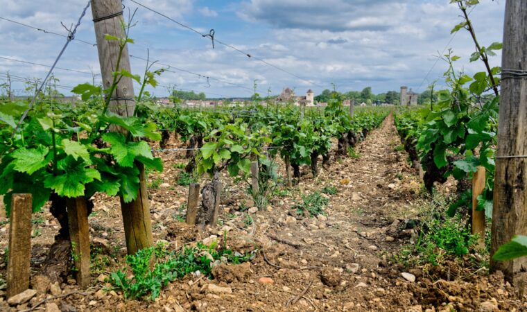 Vins du Mâconnais : le terroir bourguignon du Chardonnay accessible