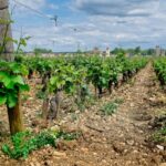 Quel vin servir avec des asperges ? Le guide par les vins de Bourgogne