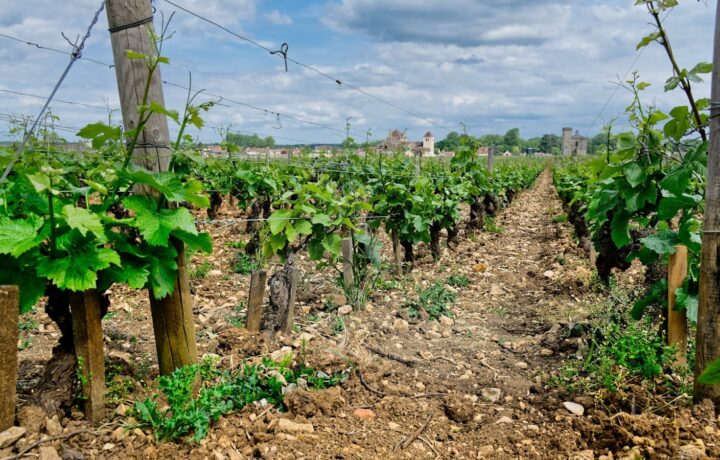 Quel vin servir avec des asperges ? Le guide par les vins de Bourgogne