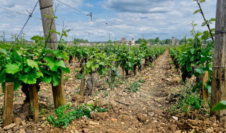 Quel vin servir avec des asperges ? Le guide par les vins de Bourgogne