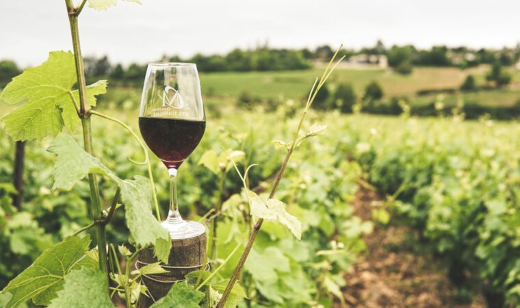 Quels vins de Bourgogne pour l&rsquo;apéritif d&rsquo;été ?