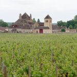 La minéralité dans les vins de Bourgogne : comprendre cette sensation unique