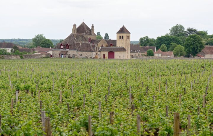 La minéralité dans les vins de Bourgogne : comprendre cette sensation unique