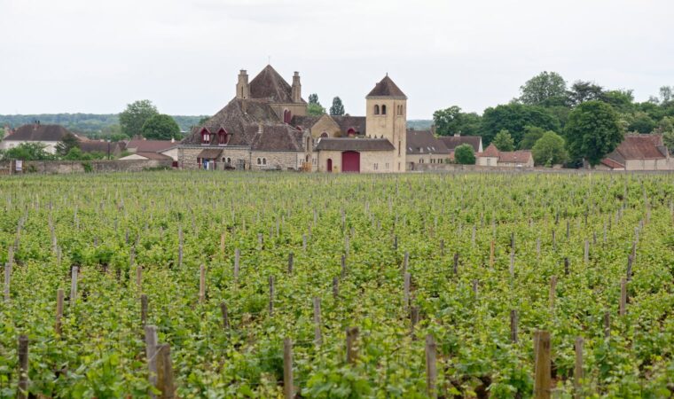 La minéralité dans les vins de Bourgogne : comprendre cette sensation unique