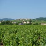 Les vendanges en Bourgogne : quand elles commencent et comment elles se déroulent
