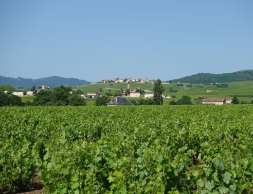 Les vendanges en Bourgogne : quand elles commencent et comment elles se déroulent