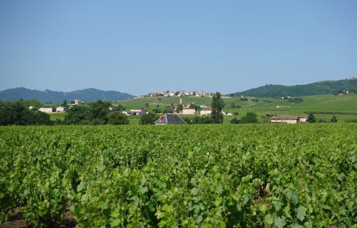 Les vendanges en Bourgogne : quand elles commencent et comment elles se déroulent