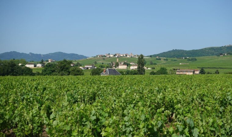 Les vendanges en Bourgogne : quand elles commencent et comment elles se déroulent