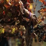 Oenotourisme en Bourgogne pendant les vendanges : s&rsquo;immerger dans le terroir au rythme de la récolte