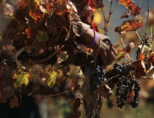 Oenotourisme en Bourgogne pendant les vendanges : s&rsquo;immerger dans le terroir au rythme de la récolte
