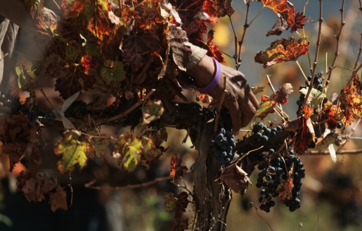 Oenotourisme en Bourgogne pendant les vendanges : s’immerger dans le terroir au rythme de la récolte