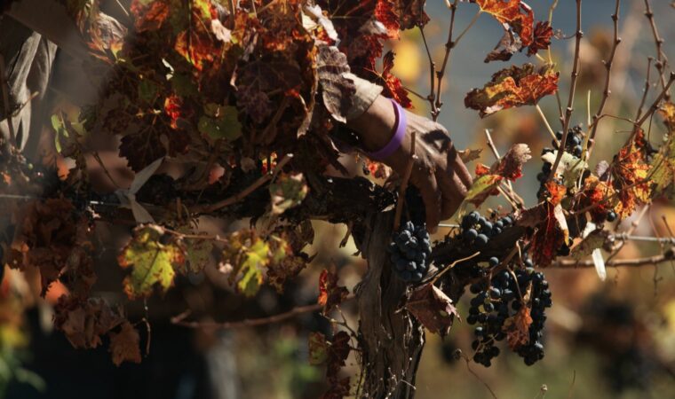 Oenotourisme en Bourgogne pendant les vendanges : s&rsquo;immerger dans le terroir au rythme de la récolte