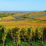Un week-end dans les vignes de Bourgogne : où dormir autrement